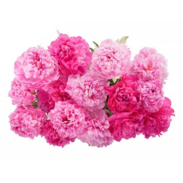 Fresh Peonies