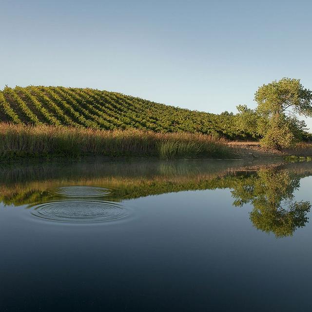Frogs Leap Winery