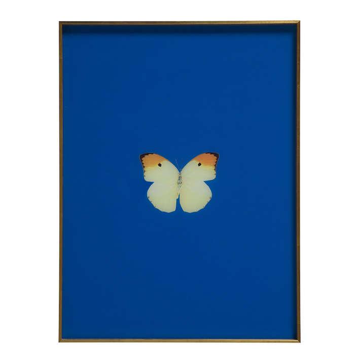 Scout Design Studio Framed Butterfly Print in Royal Blue