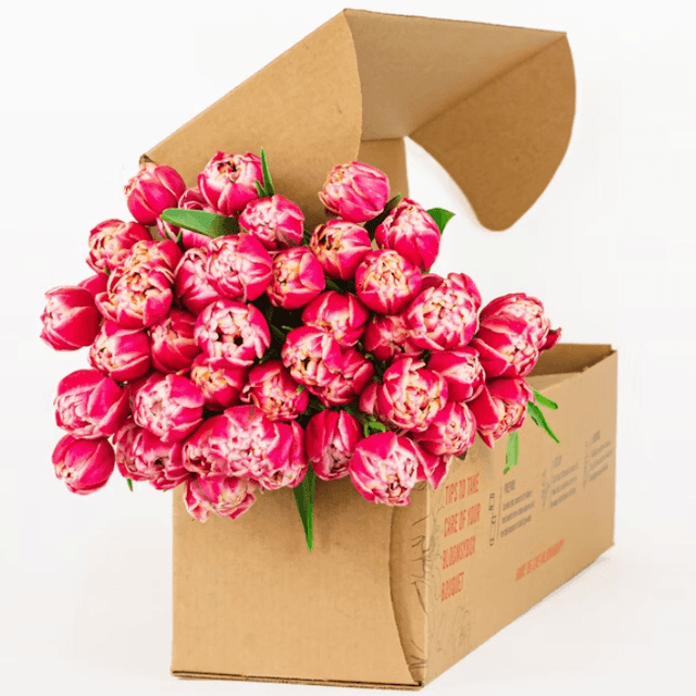 Pink Peony Tulips 50 Stems