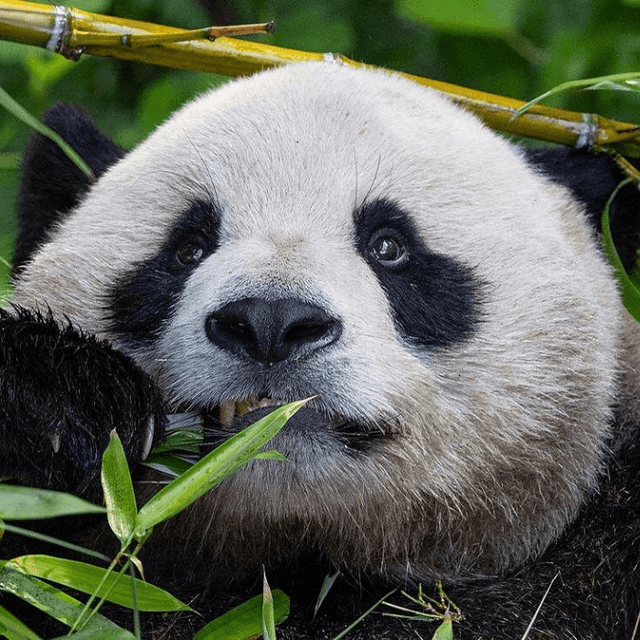 San Diego Zoo 1-Day Pass: Any Day Ticket