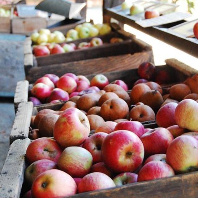 Philo Apple Farm