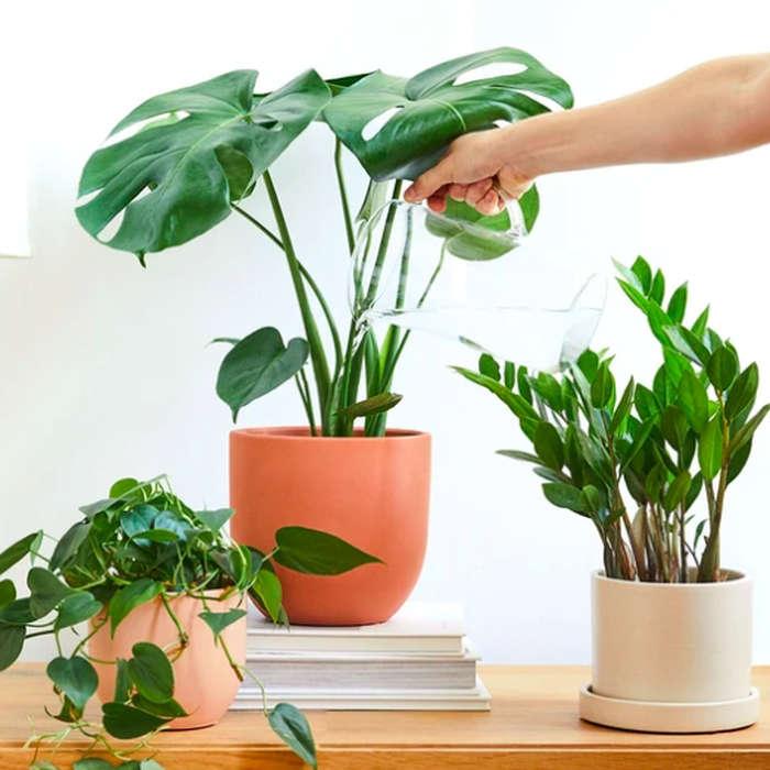 The Sill Online Plant Store