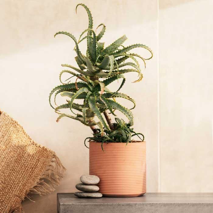 H&M Large Terracotta Plant Pot